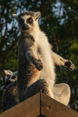 lemur