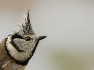 Portrait of the head of a crested tit. Its hood is steeply positioned.