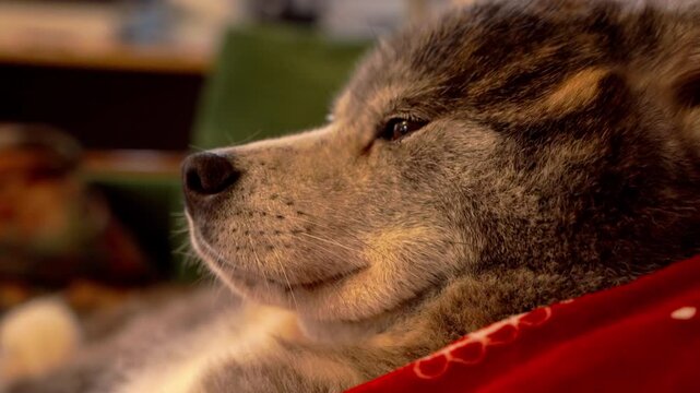 vid&eacute;o avec une t&ecirc;te d'akita tr&egrave;s jolie, chienne confortablement install&eacute;e sur le canap&eacute;, vid&eacute;o de profil, o&ugrave; l'on voit tr&egrave;s bien l'&oelig;il observ&eacute; son environnement, vid&eacute;o id&eacute;ale pour changement de plan, 