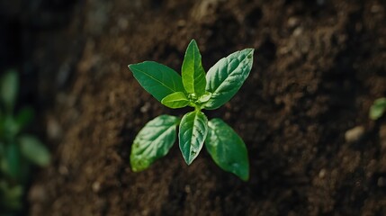 Naklejka premium A fresh plant growing in soil representing new beginnings and the growth of new ideas