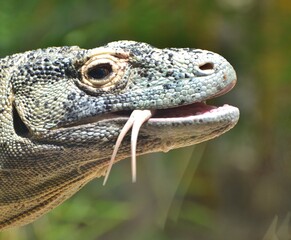 Komodo Dragon (Varanus komodoensis), a large, venomous reptile native to Asia.