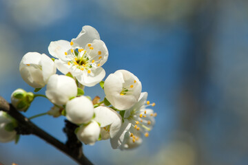 Twig of flowering blackthorn, Prunus spinosa, in spring. white flowers, natural floral background....