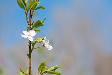 cherry. White flowers. flowering branch in the garden. delicate spring flowers on blooming trees. macro photo, delicate flowering. soft focus. beauty of nature. close-up. Cherry tree in Spring time