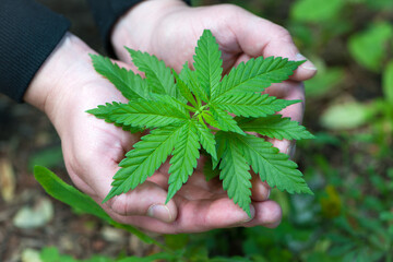 Earth Defense Day. Cannabis. bush marijuana in hands. cannabis on the palm. male hands are holding...