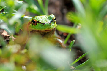 Hyla arborea. tree climber. Marsh frog, frog eyes, Pelophylax ridibundus, in nature habitat. Wildlife scene from nature, green animal. Beautiful frog in a swamp. amphibian close-up