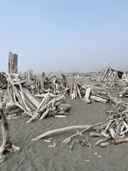 Driftwood