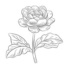 drawing flower