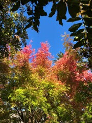 Fall Trees