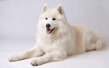 A fluffy white dog, possibly a Samoyed, lying down with its front legs extended in front of it. 