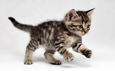 Obraz premium A young kitten, possibly a few weeks old, with a striped gray and brown fur pattern. The kitten is captured in mid-motion, seemingly in the act of walking or pouncing.