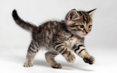 A young kitten, possibly a few weeks old, in mid-stride. It has a striped gray and white fur coat, with its tail raised high behind it.