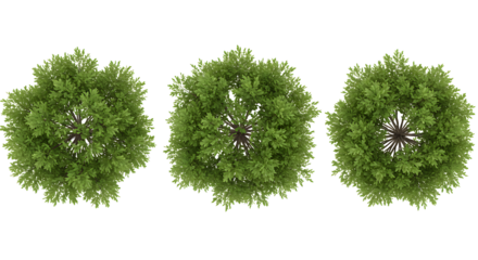 tree top view isolated on white background for landscape plan and architecture layout. elements for environment and garden