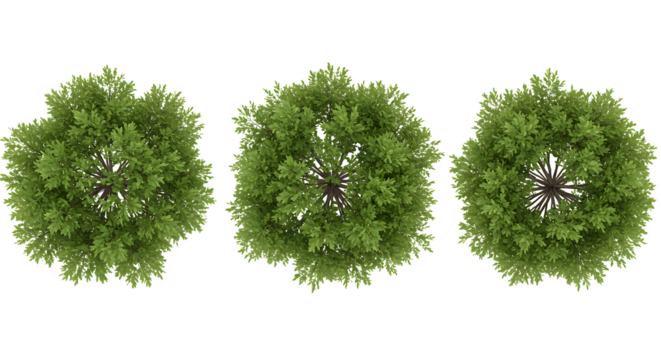 tree top view isolated on white background for landscape plan and architecture layout. elements for environment and garden