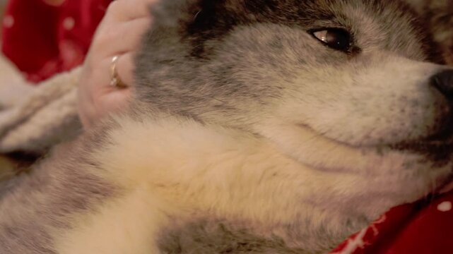 vid&eacute;o d'une chienne c&acirc;liner d'amour, de nombreuses caresses de sa ma&icirc;tresse