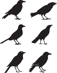 Crow Birds Silhouette Set Vector Illustration Graphic