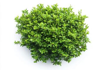 Fototapeta premium Small green bush on white background.