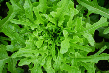 Lettuce rocket arugula vegetable Eruca sativa vesicaria roquette and rucola bio green harvest...