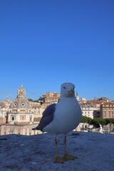 A close up focus of a seagull bird with scenic view from Victor Emmanuel II monument at the Venice square (Piazza Venezia) in Rome, Italy. 