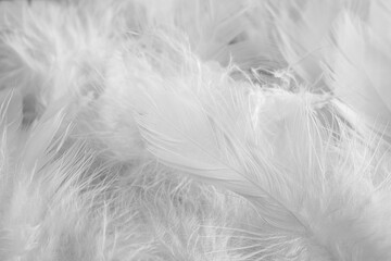 Obraz premium Many beautiful feathers as background, closeup view