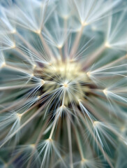 Delicate Dandelion Seed Head in Soft Focus Macro Photography