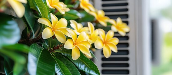 Vibrant yellow frangipani flowers blooming on an air conditioning unit enhancing urban nature and beauty in residential settings