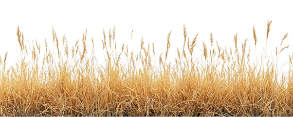 PNG Real savannah yellow grass background nature white.