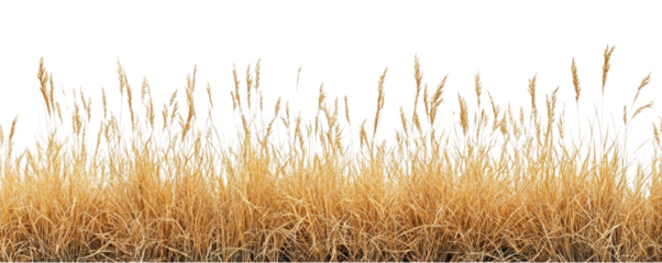 PNG Real savannah yellow grass background nature white.