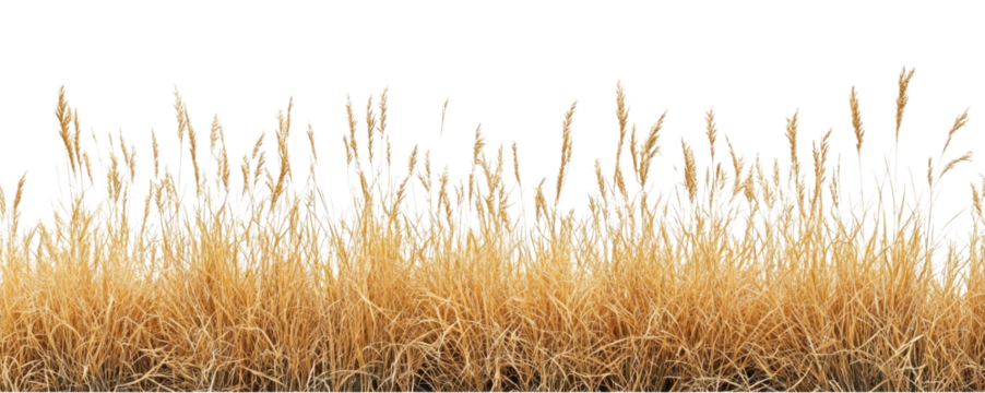 PNG Real savannah yellow grass background nature white.