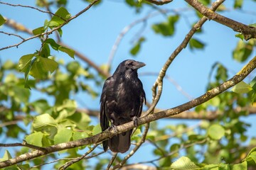 a raven sits on the branches of the tree in the forest