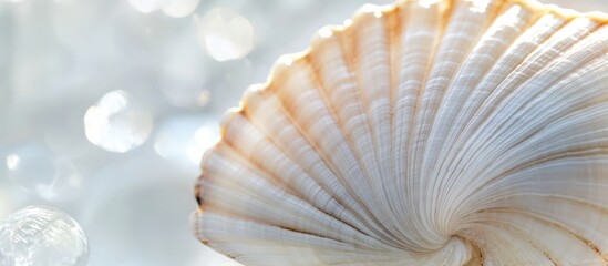 Closeup of a delicate sea shell showcasing intricate details with a soft white background for a serene coastal vibe