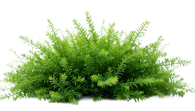 A vibrant cluster of lush green fern leaves on a clean white background, showcasing the detailed texture and freshness of natural foliage with vivid colors - transparent background.