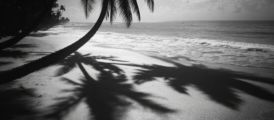 Serene black and white beach scene with palm tree shadows creating intricate patterns on the soft sandy shore