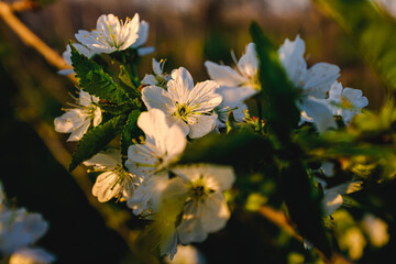Flowering apple trees in spring. A branch of a flowering apple tree. Spring flowering trees.