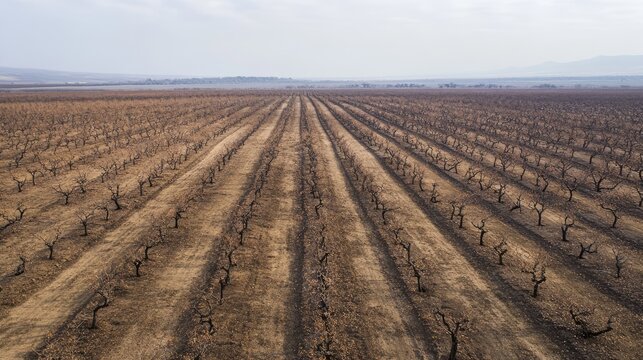 Aerial view of barren fig tree plantation rows during winter with dry soil and landscape background