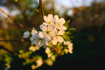 Flowering apple trees in spring. A branch of a flowering apple tree. Spring flowering trees.