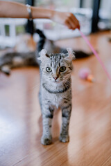 Obraz premium White and gray striped cat looking at the camera.