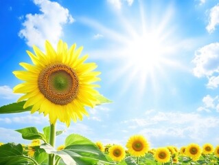 Vibrant Sunflower in Field Against Bright Blue Sky with Fluffy Clouds