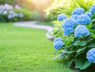 Vibrant Blue Hydrangeas in Lush Garden Setting with Sunset Light