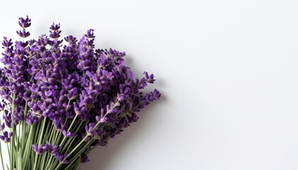 Fresh Bunch of Lavender Flowers on Minimalistic Background in Topaz Color Tone