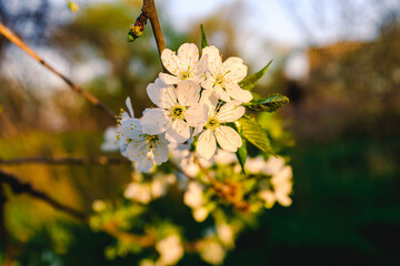 Flowering apple trees in spring. A branch of a flowering apple tree. Spring flowering trees.