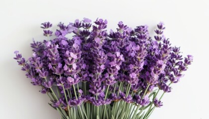Obraz premium Fresh Bunch of Lavender Flowers Against a Clean Background in Vibrant Topaz Color