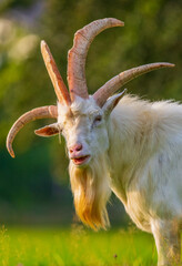 Vierhornziege: This Austrian breed is known for having four evenly spaced horns.