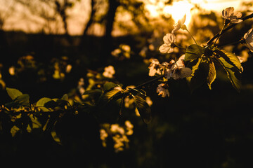 Flowering apple trees in spring. A branch of a flowering apple tree. Spring flowering trees.