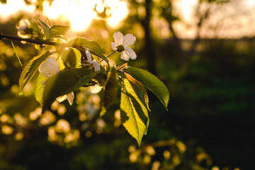 Flowering apple trees in spring. A branch of a flowering apple tree. Spring flowering trees.