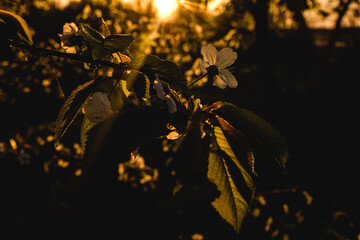 Flowering apple trees in spring. A branch of a flowering apple tree. Spring flowering trees.