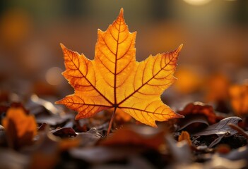 Single autumn leaf with vibrant colors against blurred background