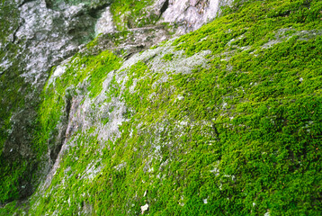 Rocks covered with green moss in the park.