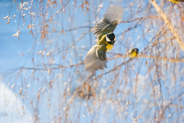 A tit with a bright yellow breast hovers in the air near a birch tree on a winter day.