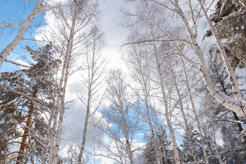 Tree crowns illuminated by the sun against the blue sky in the winter forest. Looking up.