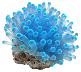 PNG Real Pavona coral ocean reef blue.